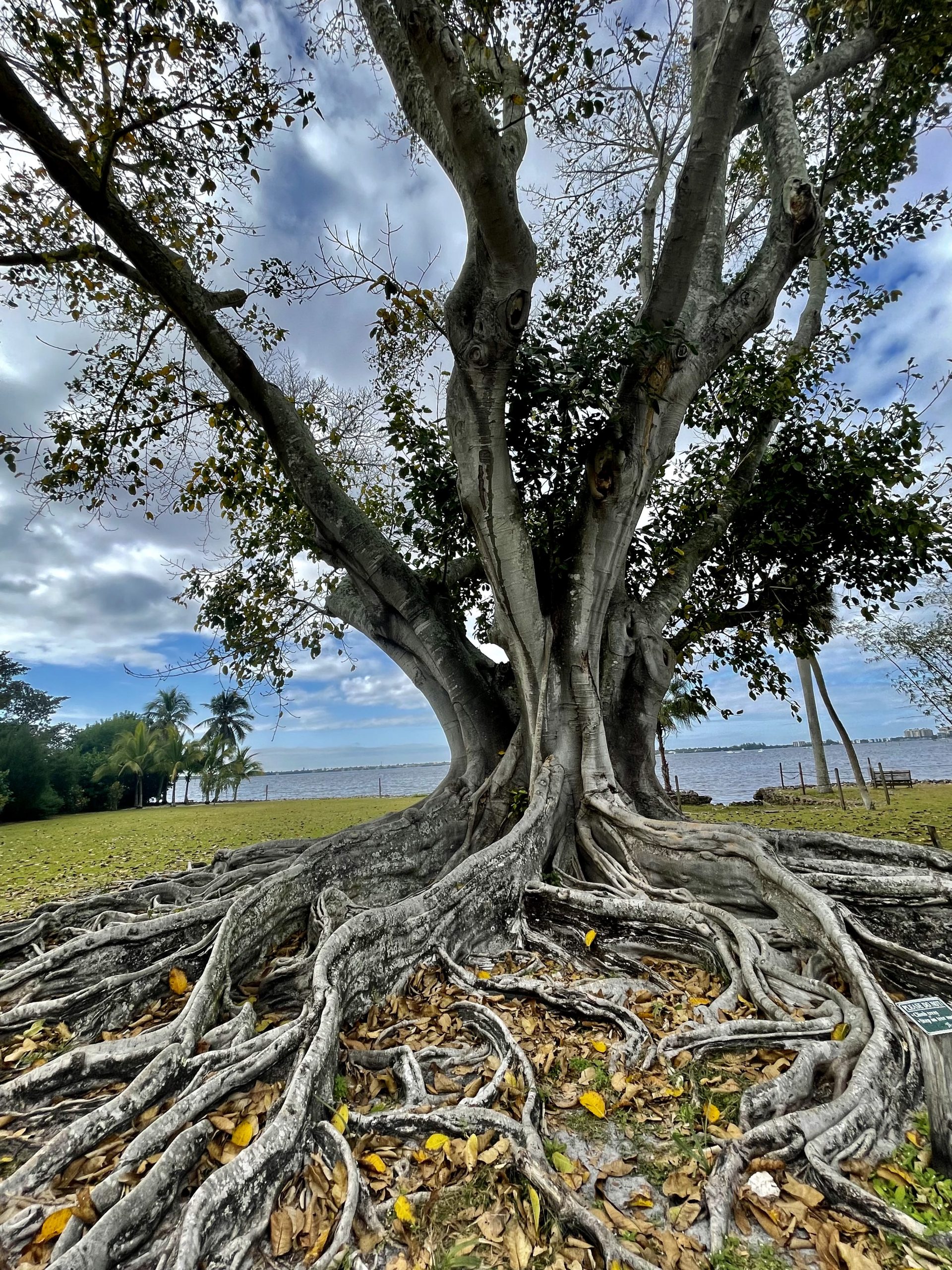 0514E3C8-EAA1-4692-AE62-317A4B0A0FF4_1_201_a